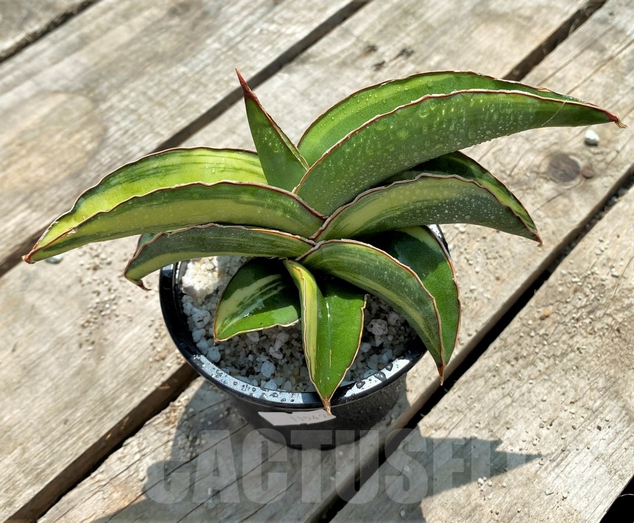 SHPR11549 Sansevieria robusta 'Yellow variegata'