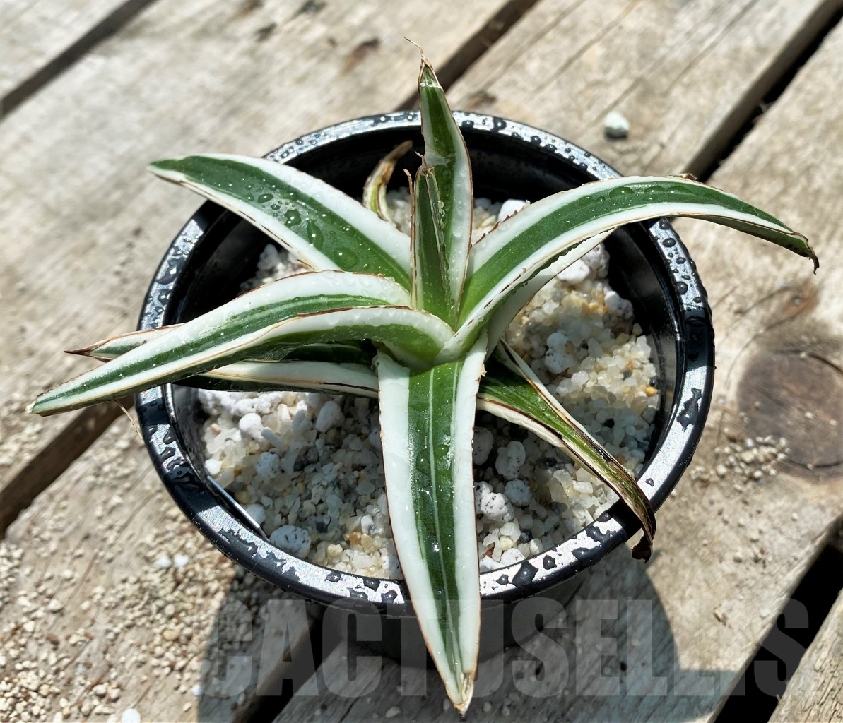 SHPR11550 Agave victoriae-reginae 'White Rhino' - Image 2