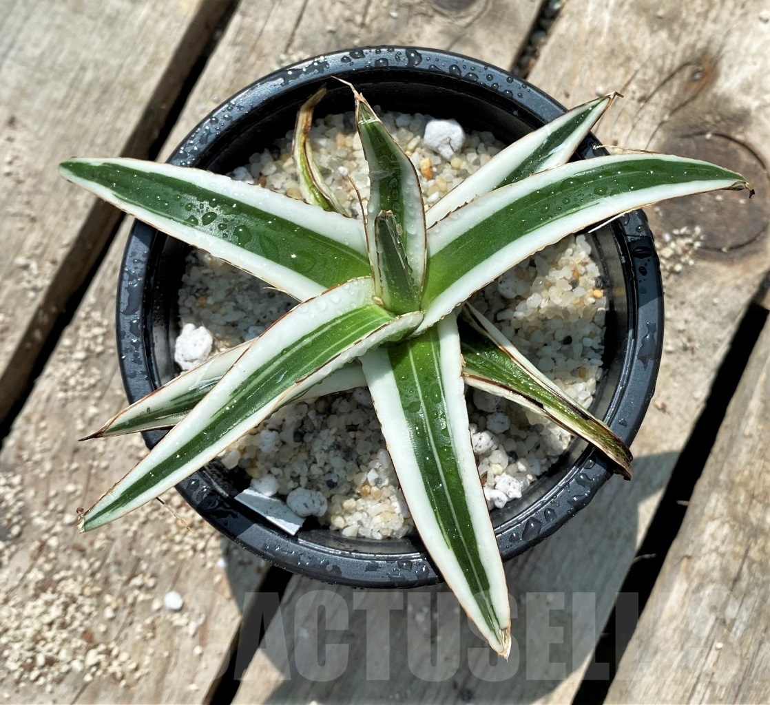 SHPR11550 Agave victoriae-reginae 'White Rhino'
