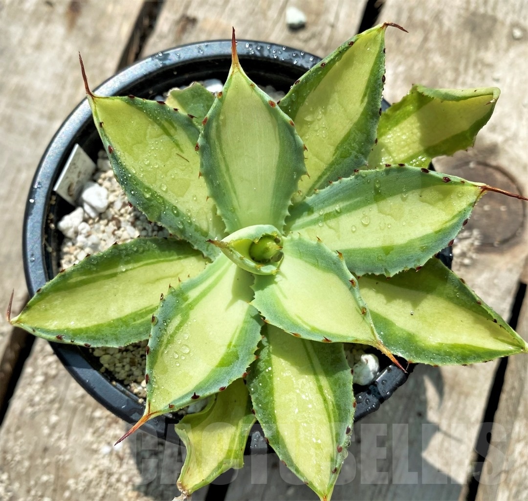 SHPRE11551 Agave potatorum - Зображення 2