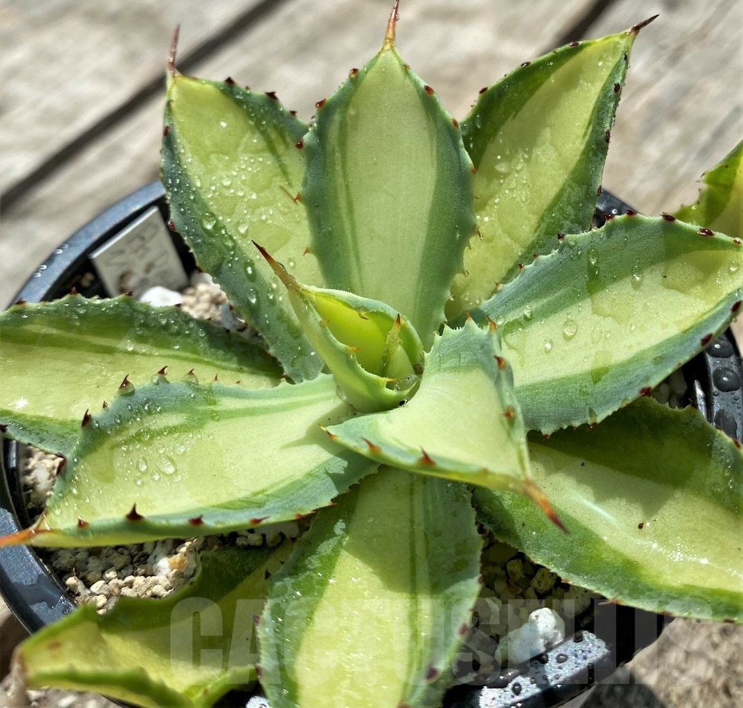 SHPRE11551 Agave potatorum