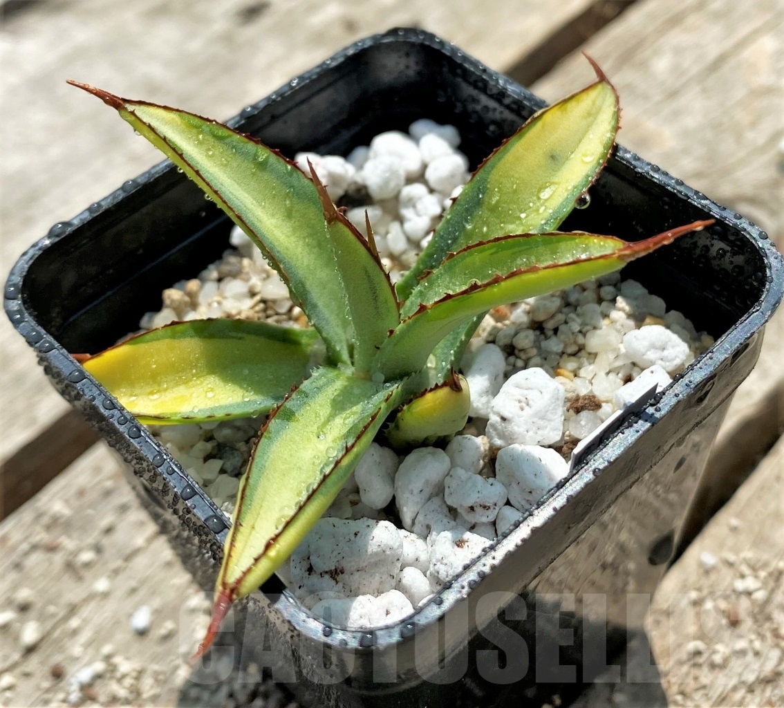 SHPR11552 Agave Burgundy - Image 2