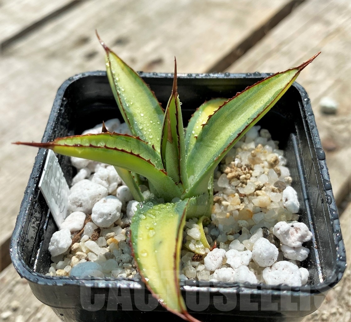 SHPR11552 Agave Burgundy