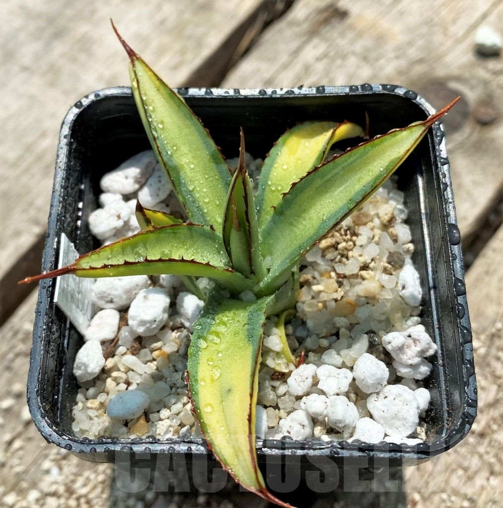 SHPR11552 Agave Burgundy - Image 3