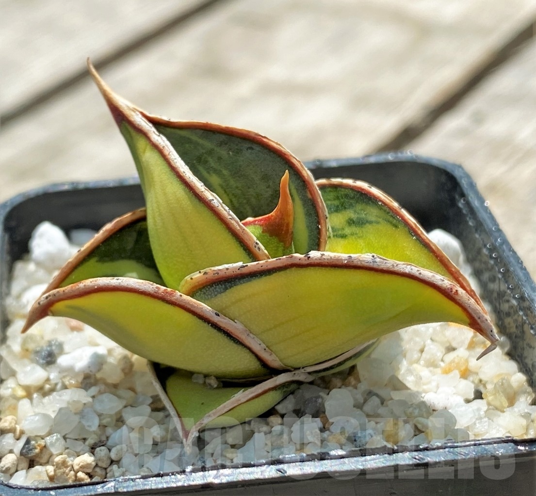 SHPR11553 Sansevieria Rorida variegata