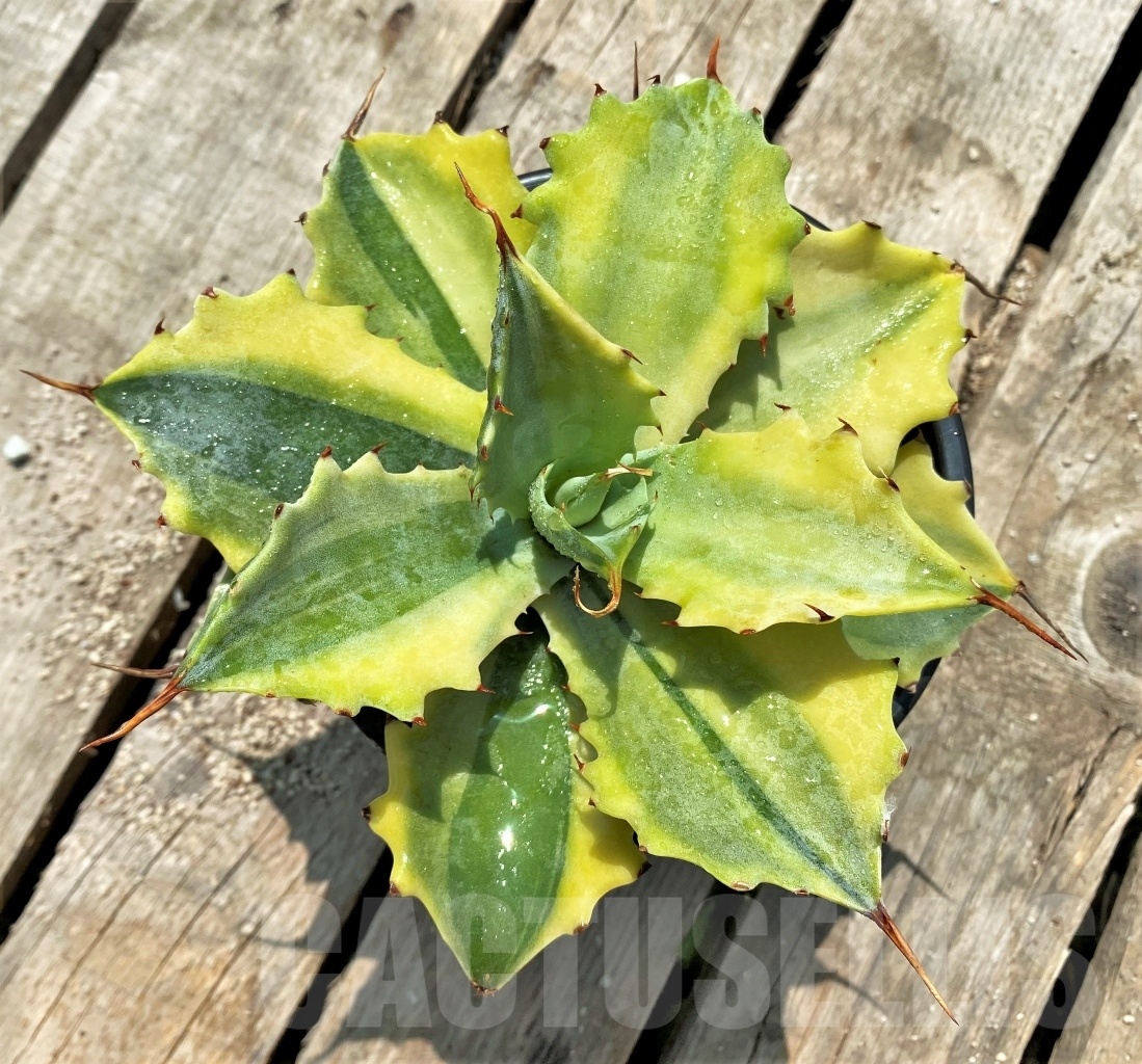 SHPR11554 Agave 'Verschaffeltii' - Image 2