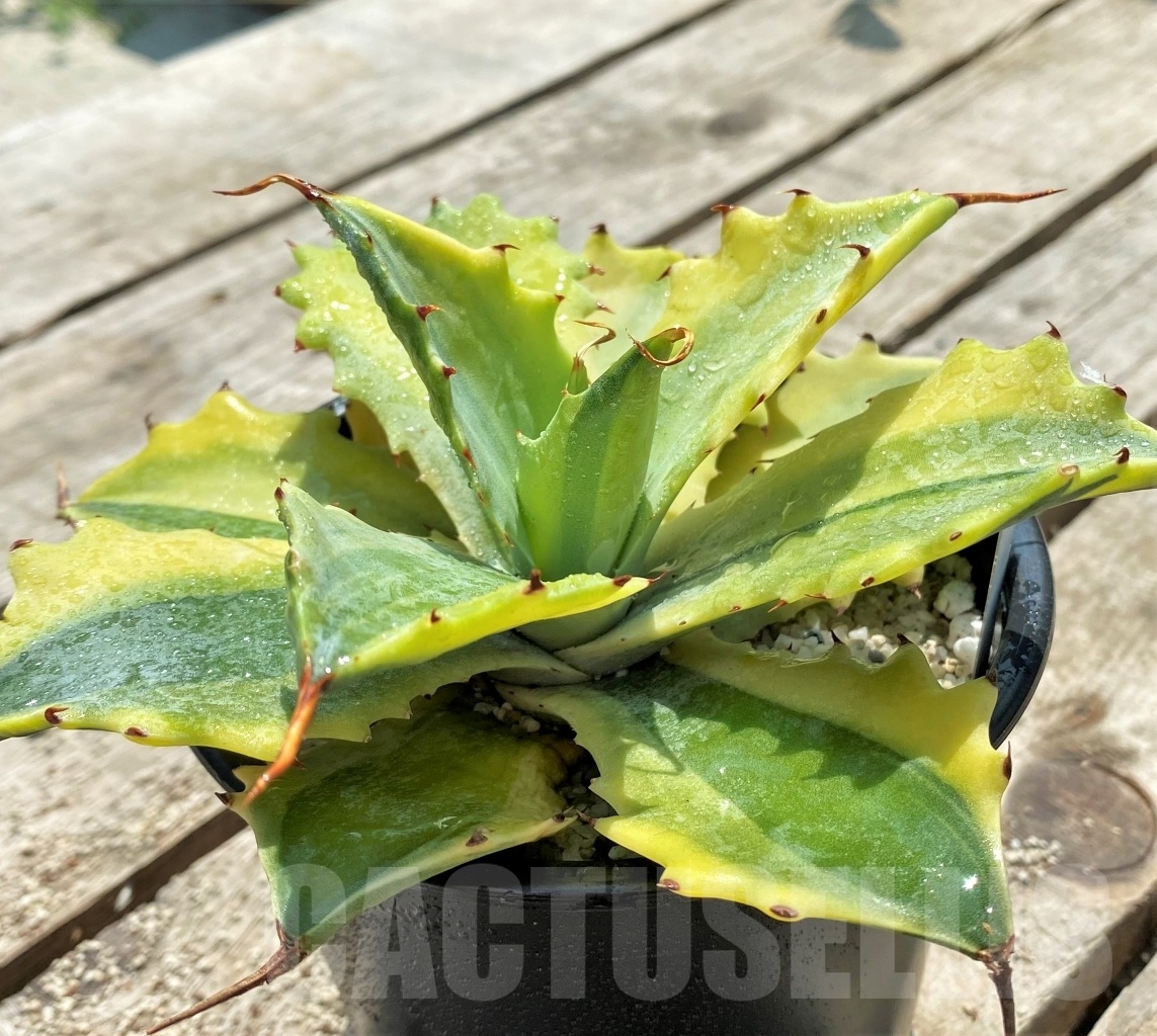 SHPR11554 Agave 'Verschaffeltii'