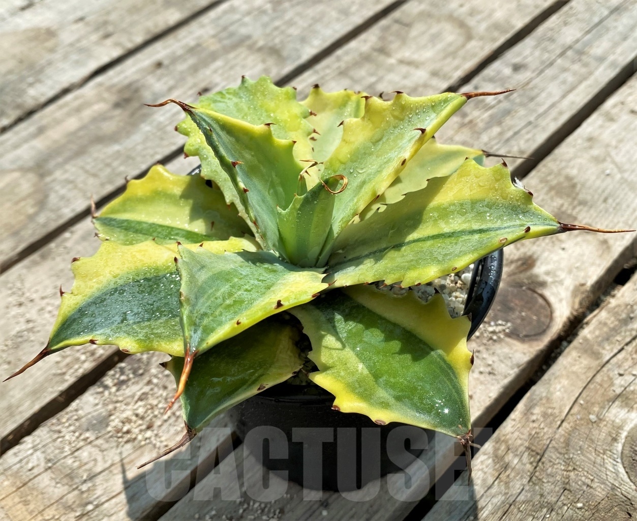 SHPR11554 Agave 'Verschaffeltii' - Image 3