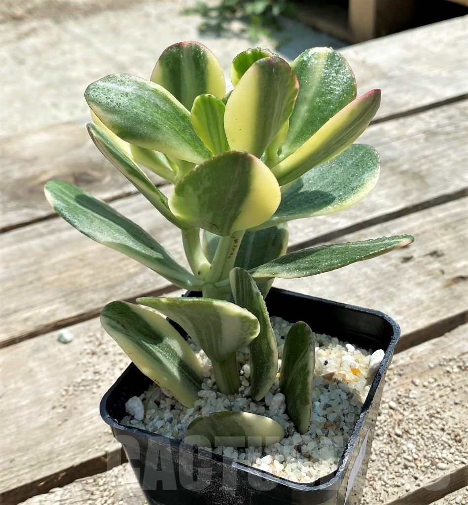 SHPR11555 Crassula ovata yellow