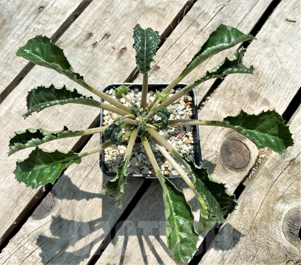 SHPR11559 Dorstenia foetida hybrid