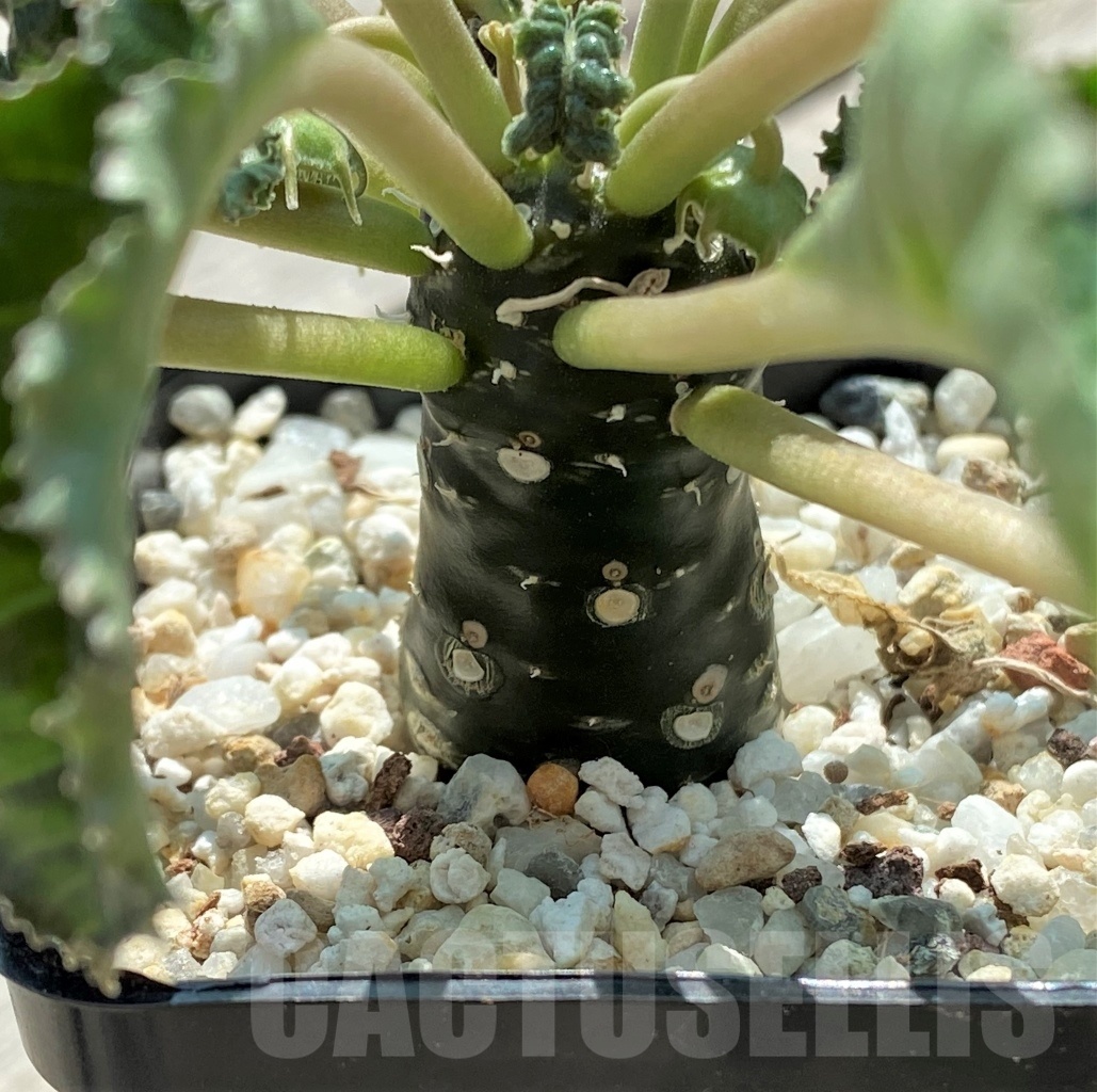 SHPR11559 Dorstenia foetida hybrid - Image 3