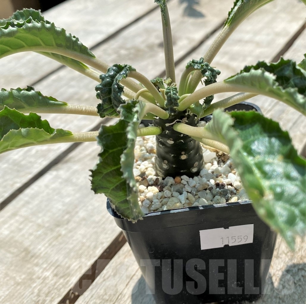 SHPR11559 Dorstenia foetida hybrid - Image 2