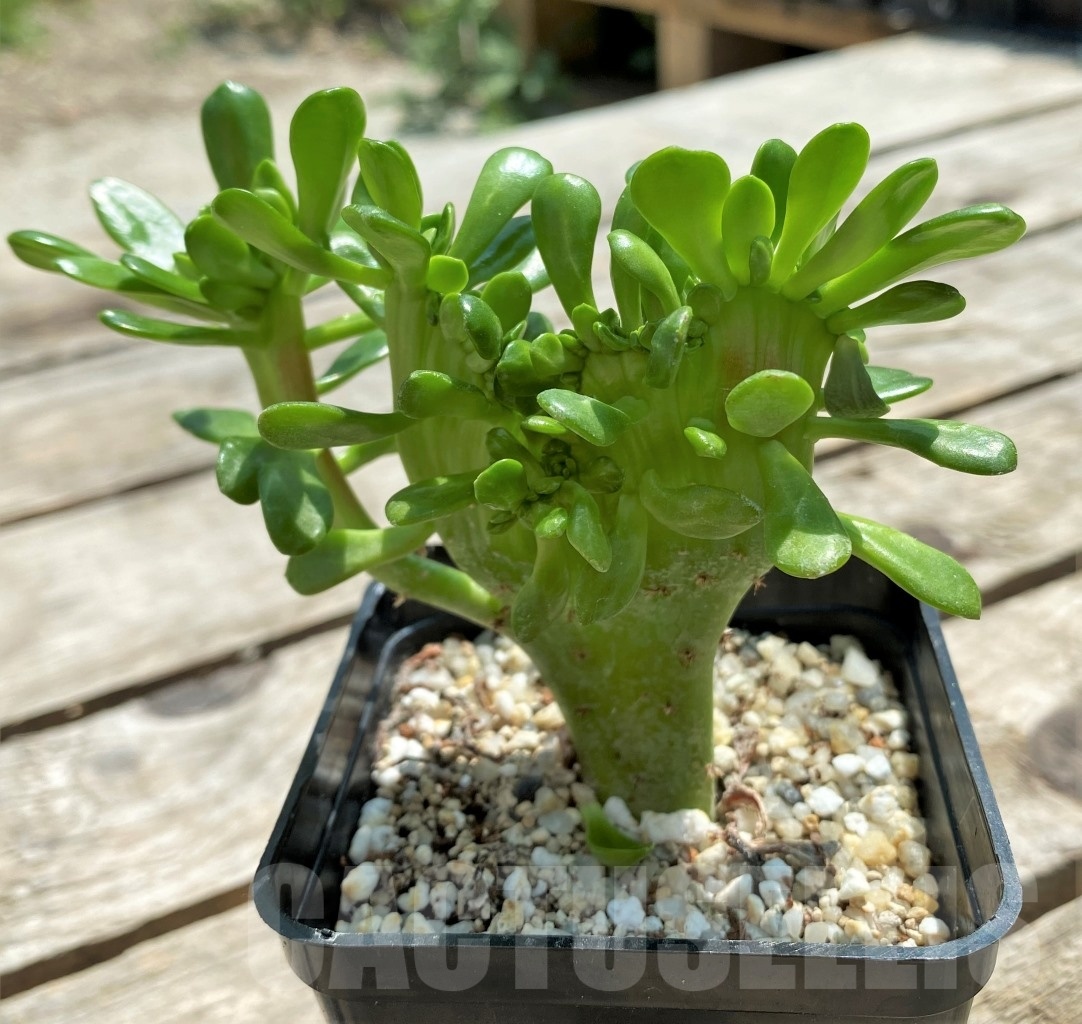 SHPR11561 Sedum cristata