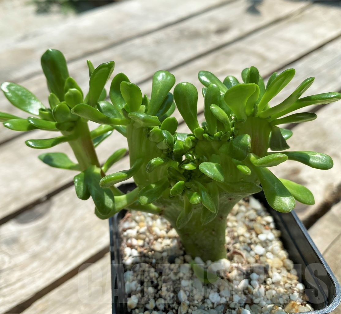 SHPR11561 Sedum cristata - Image 2