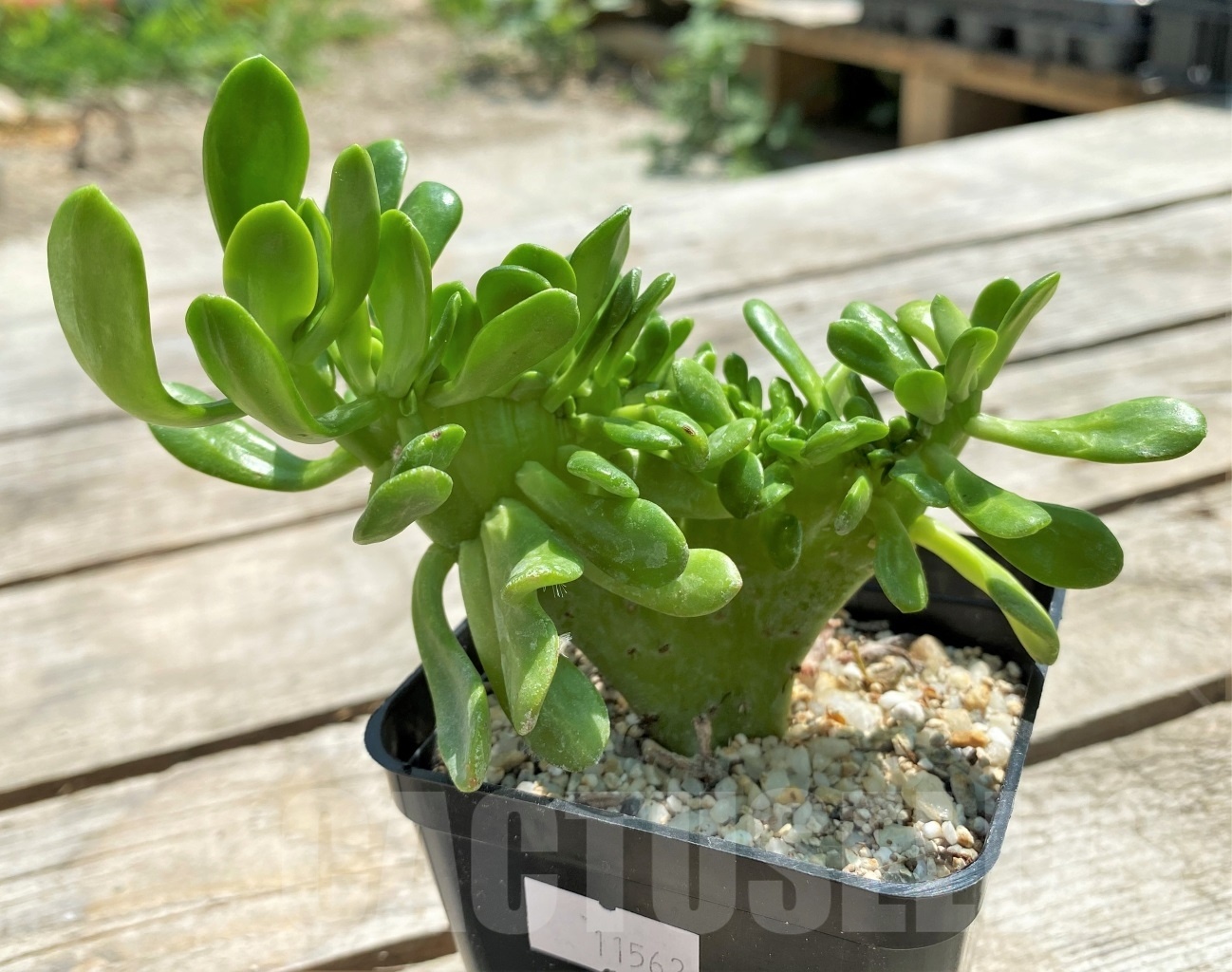 SHPR11562 Sedum cristata - Image 2