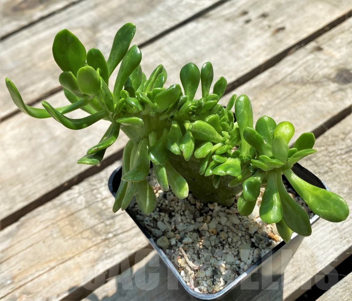 SHPR11562 Sedum cristata