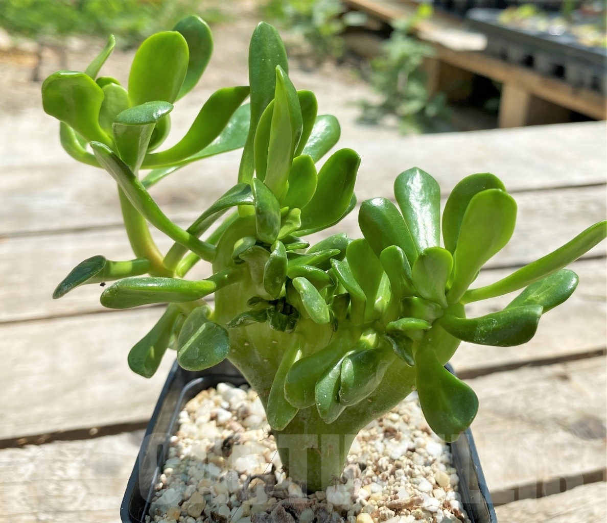 SHPR11564 Sedum cristata - Image 2