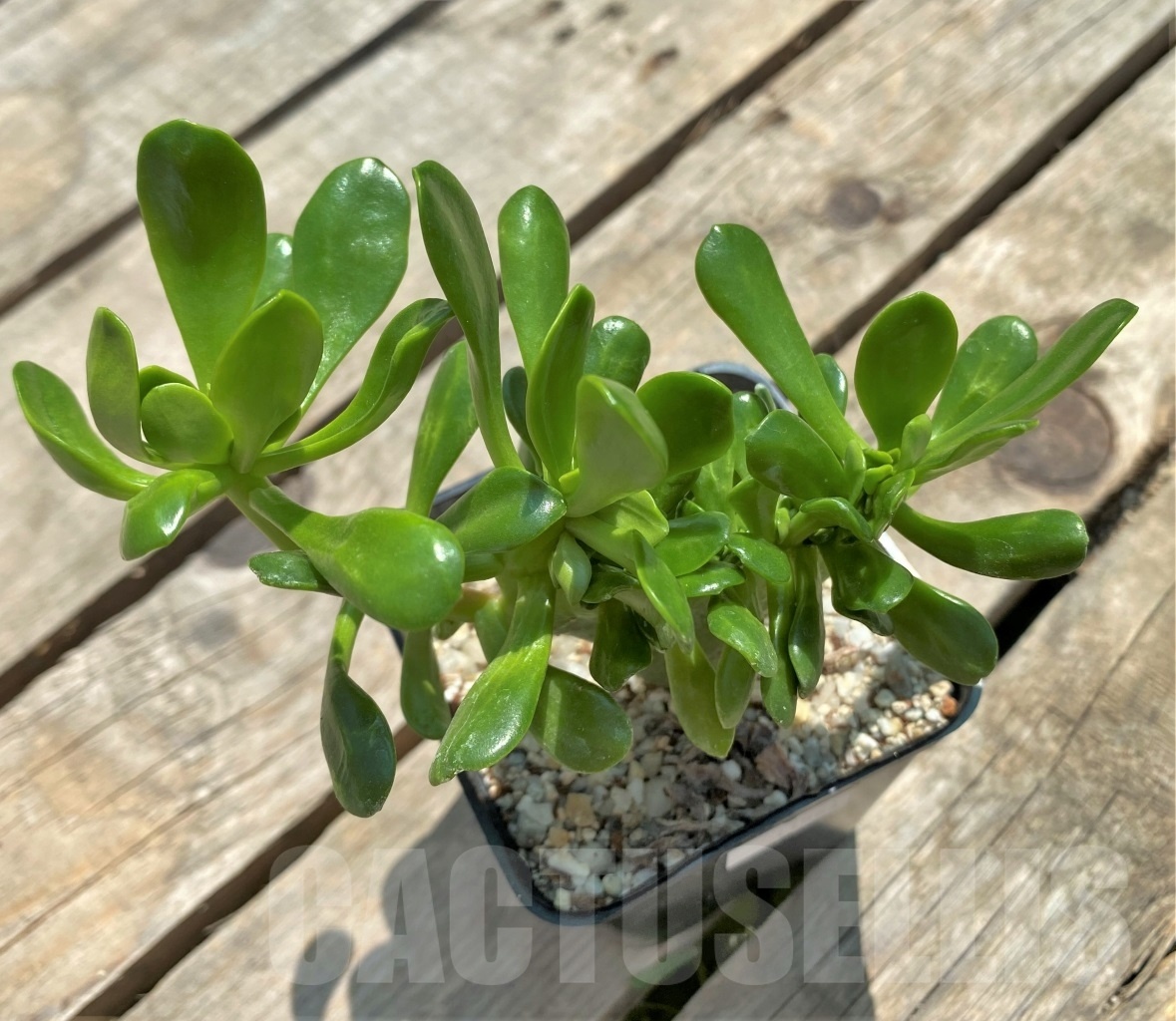 SHPR11564 Sedum cristata
