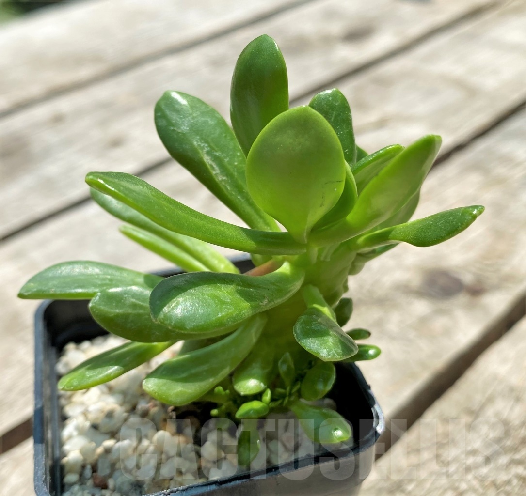 SHPR11565 Sedum cristata - Image 2