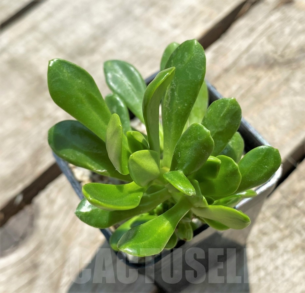 SHPR11565 Sedum cristata