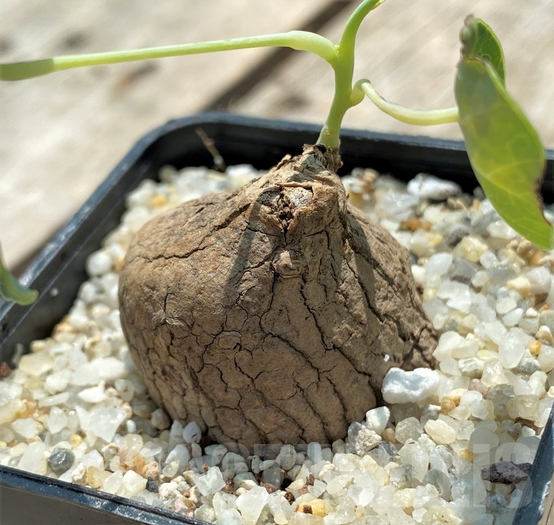 SHPR11566 Stephania Erecta