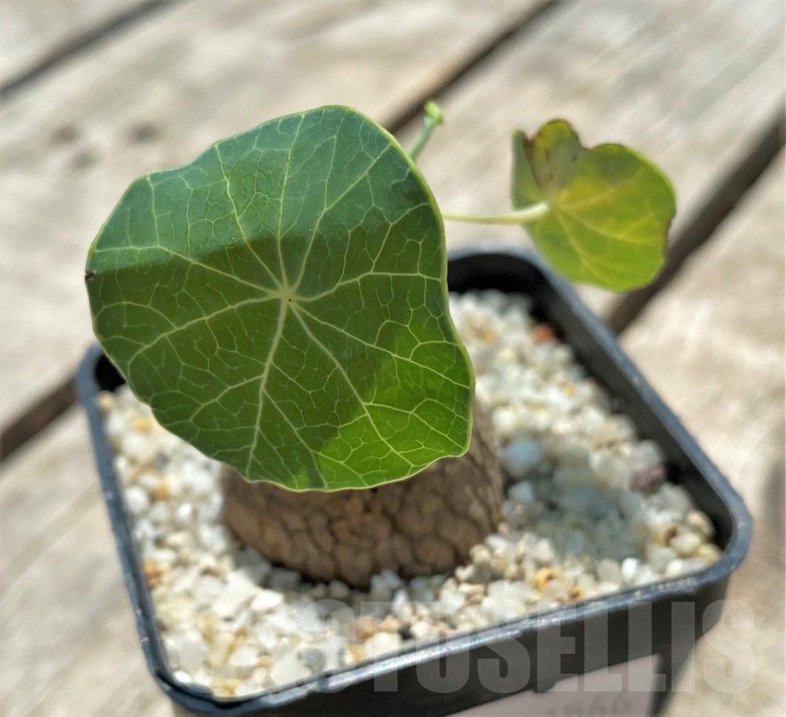 SHPR11566 Stephania Erecta - Image 2