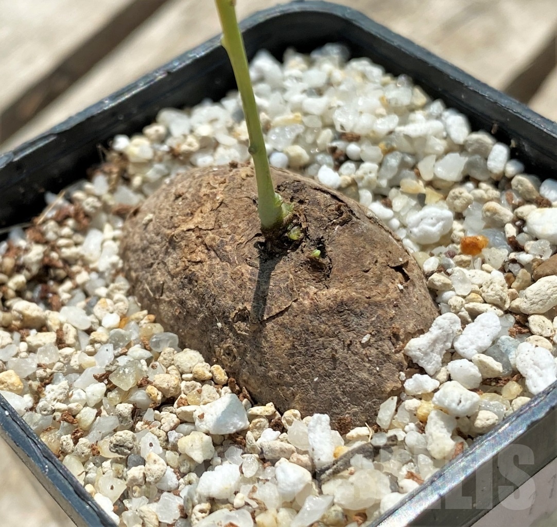 SHPR11567 Stephania Erecta