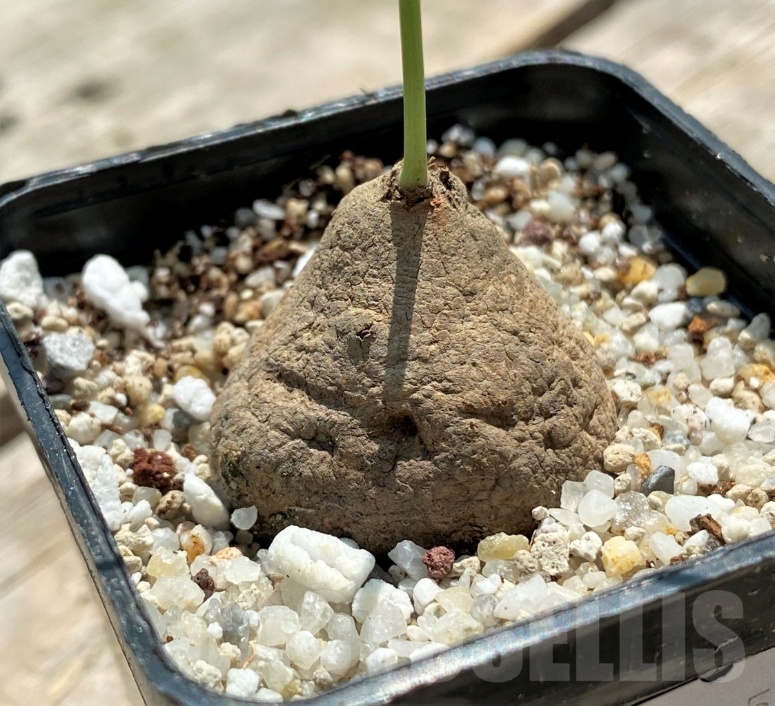 SHPR11568 Stephania Erecta - Image 2