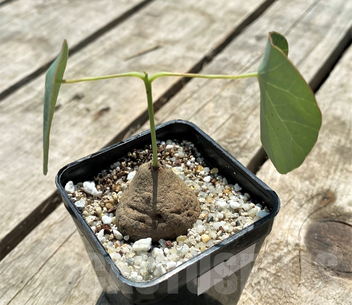 SHPR11568 Stephania Erecta