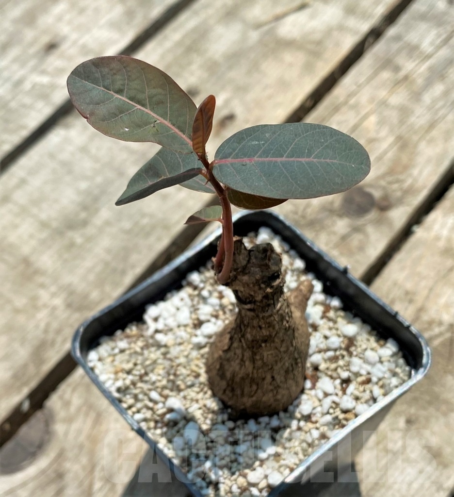 SHPR11569 Phyllanthus mirabilis