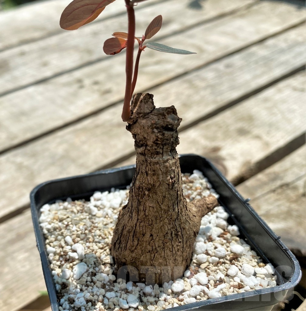 SHPR11569 Phyllanthus mirabilis - Image 2