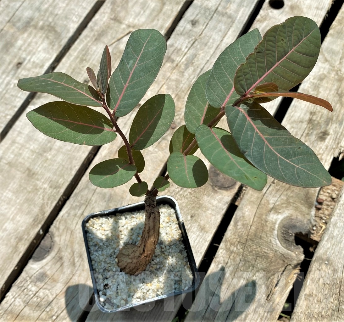 SHPR11570 Phyllanthus mirabilis