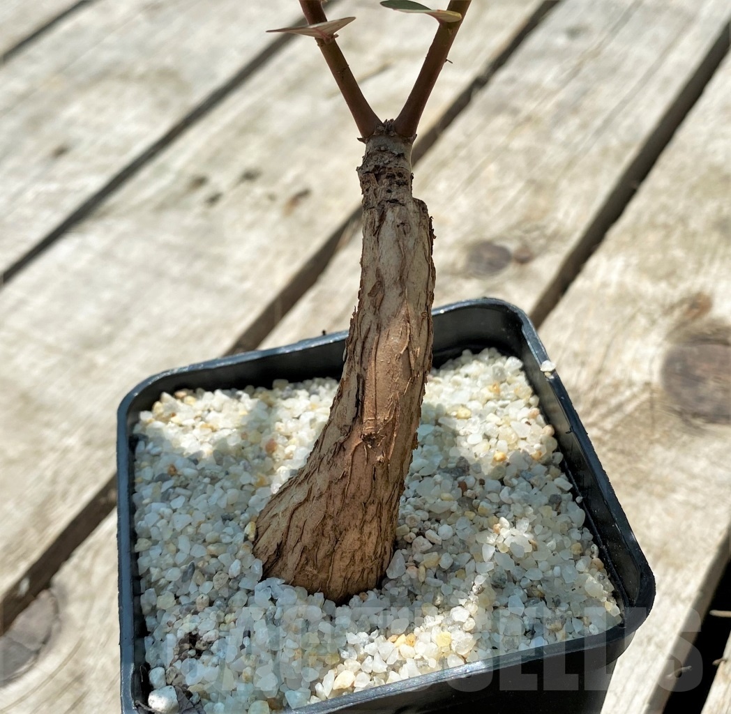 SHPR11570 Phyllanthus mirabilis - 画像 (2)