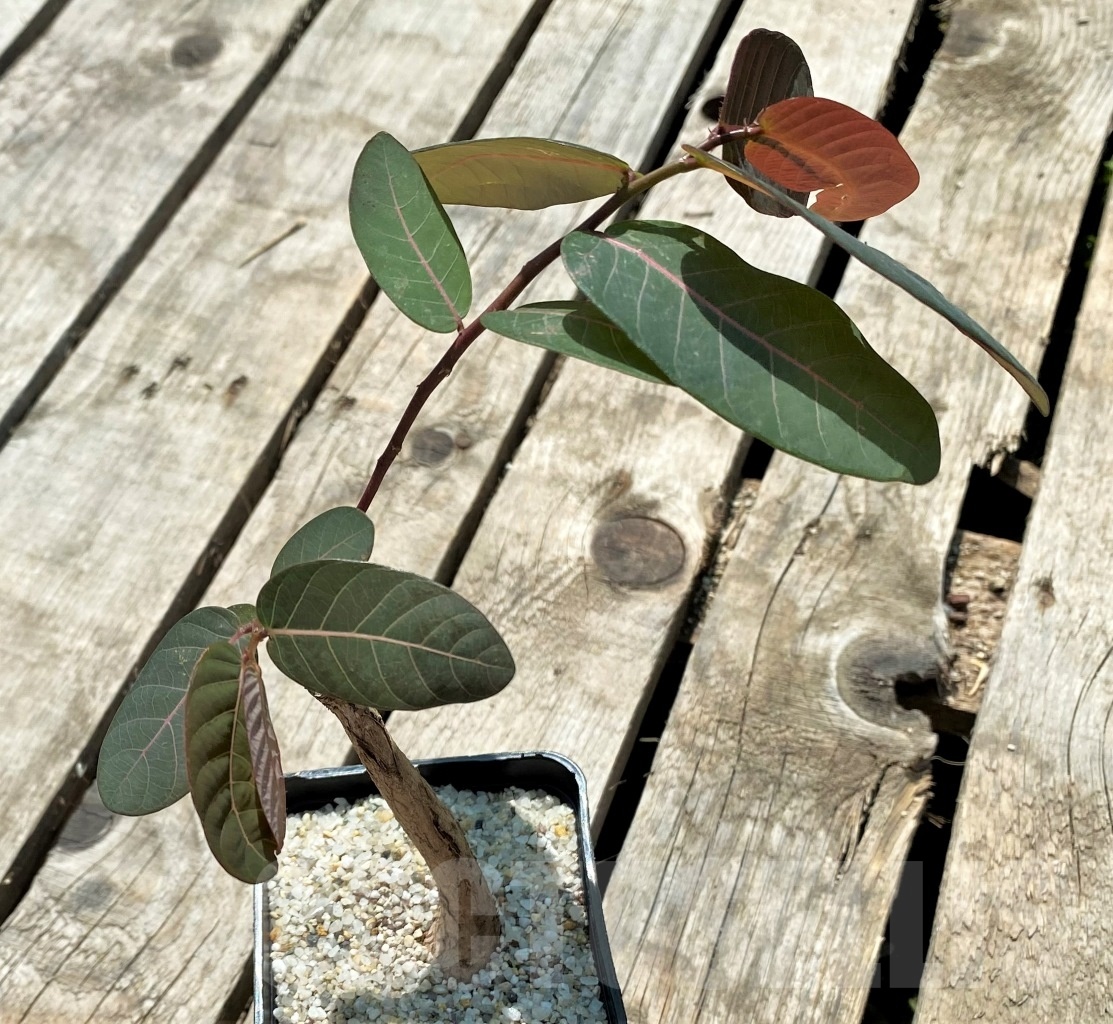 SHPR11571 Phyllanthus mirabilis