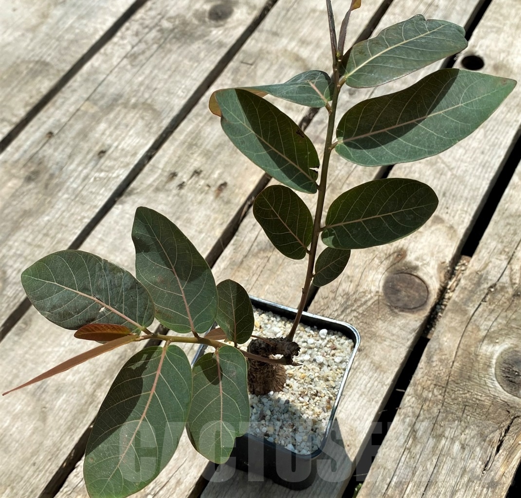 SHPR11572 Phyllanthus mirabilis - Image 2