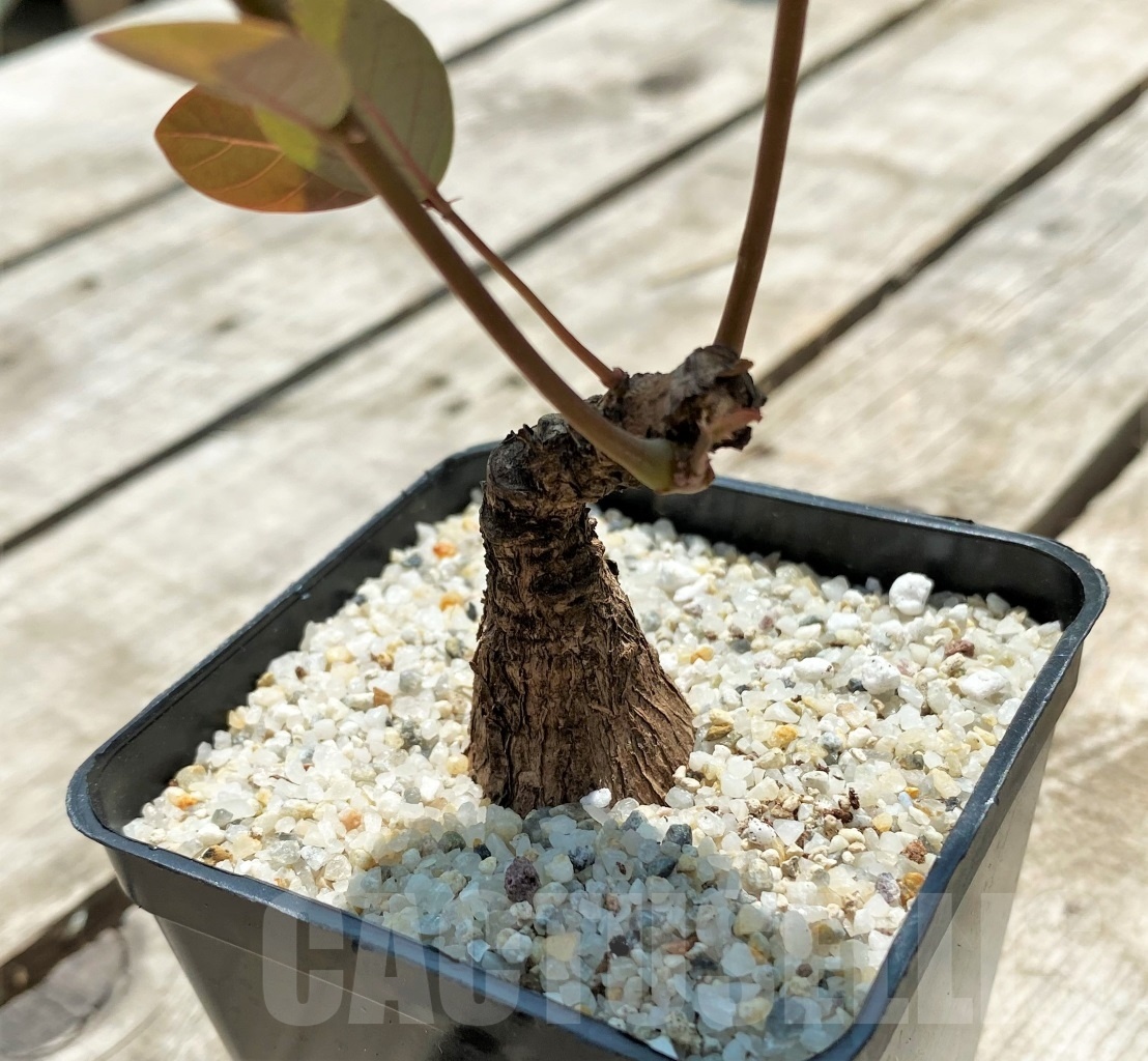 SHPR11572 Phyllanthus mirabilis - Image 3