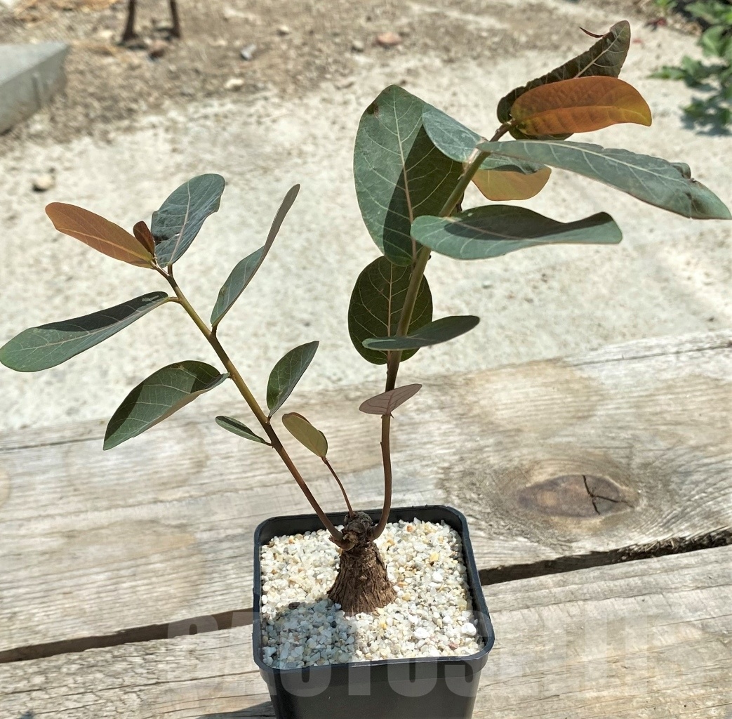 SHPR11572 Phyllanthus mirabilis