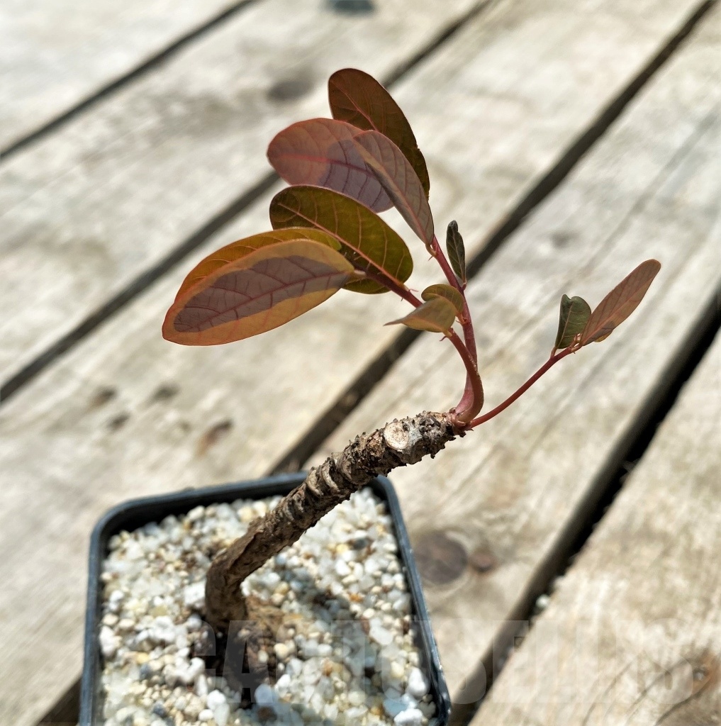 SHPR11574 Phyllanthus mirabilis