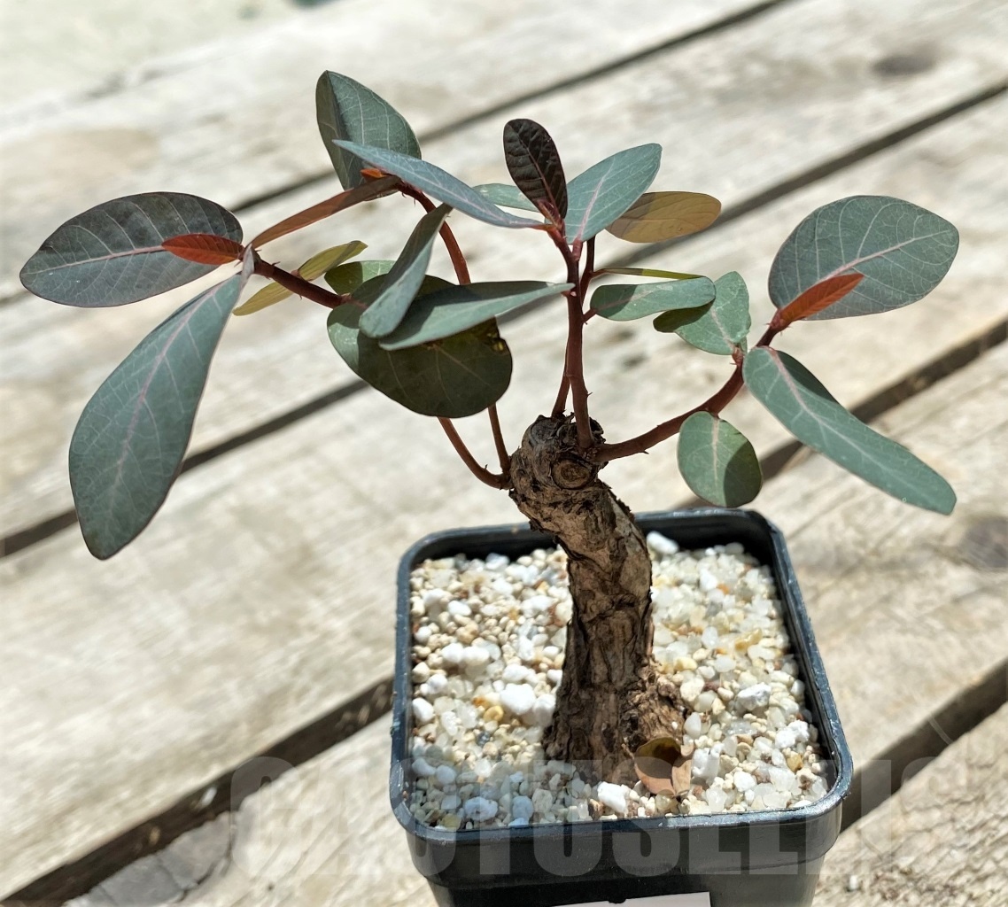 SHPR11575 Phyllanthus mirabilis