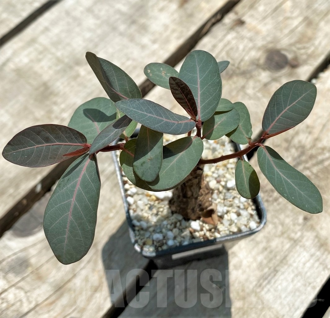 SHPR11575 Phyllanthus mirabilis - Image 2