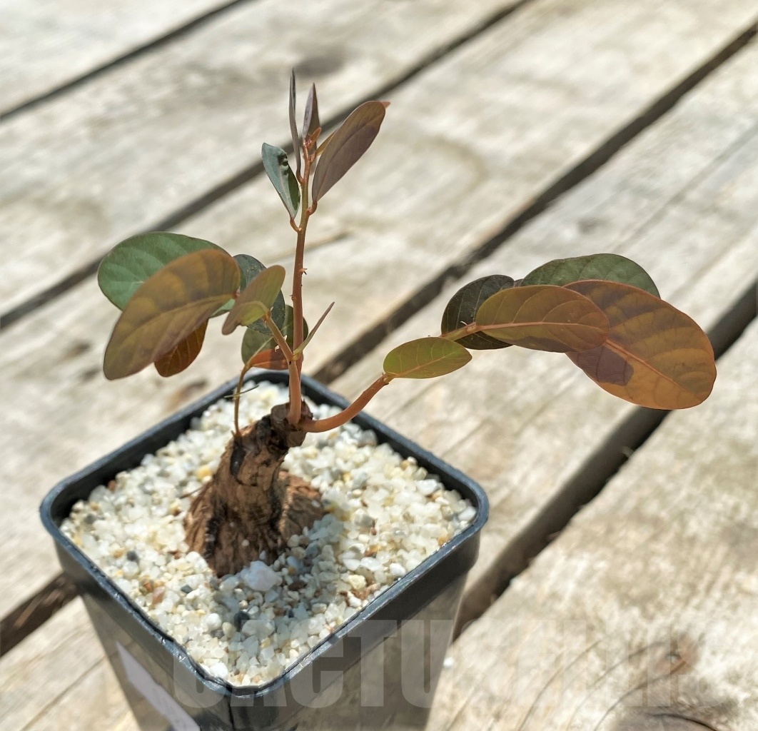 SHPR11576 Phyllanthus mirabilis - Image 2