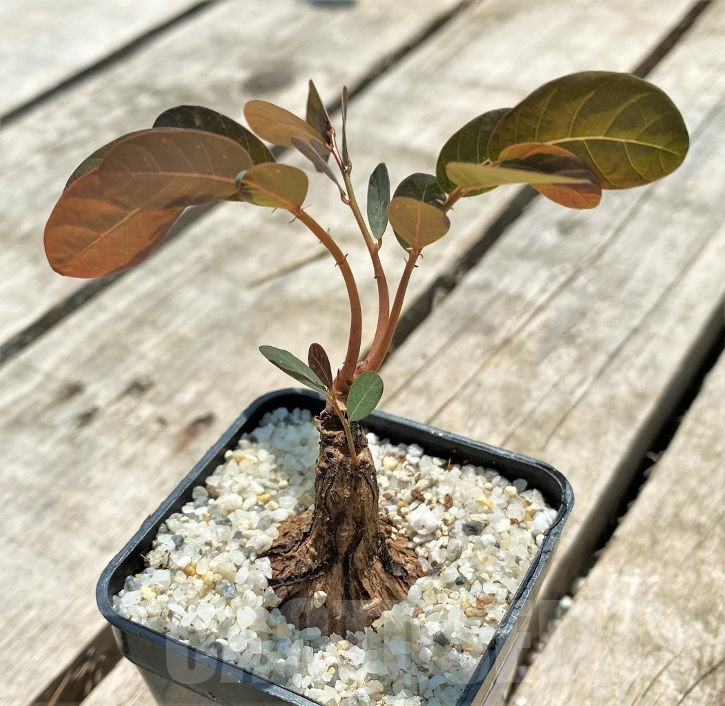 SHPR11576 Phyllanthus mirabilis