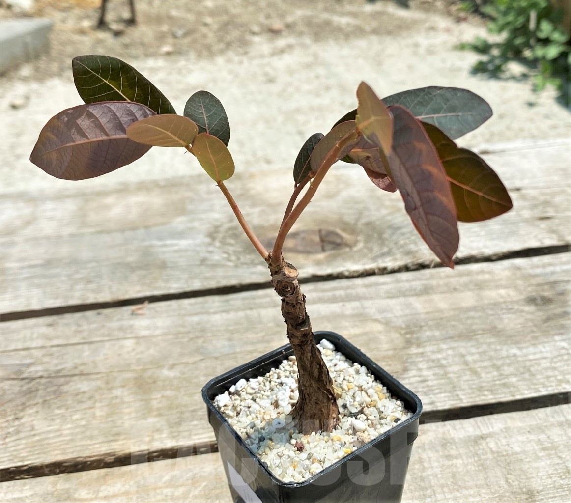 SHPR11578 Phyllanthus mirabilis