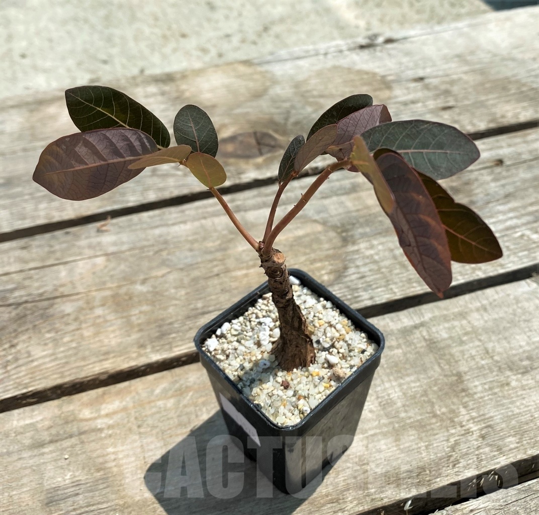 SHPR11578 Phyllanthus mirabilis - Image 2