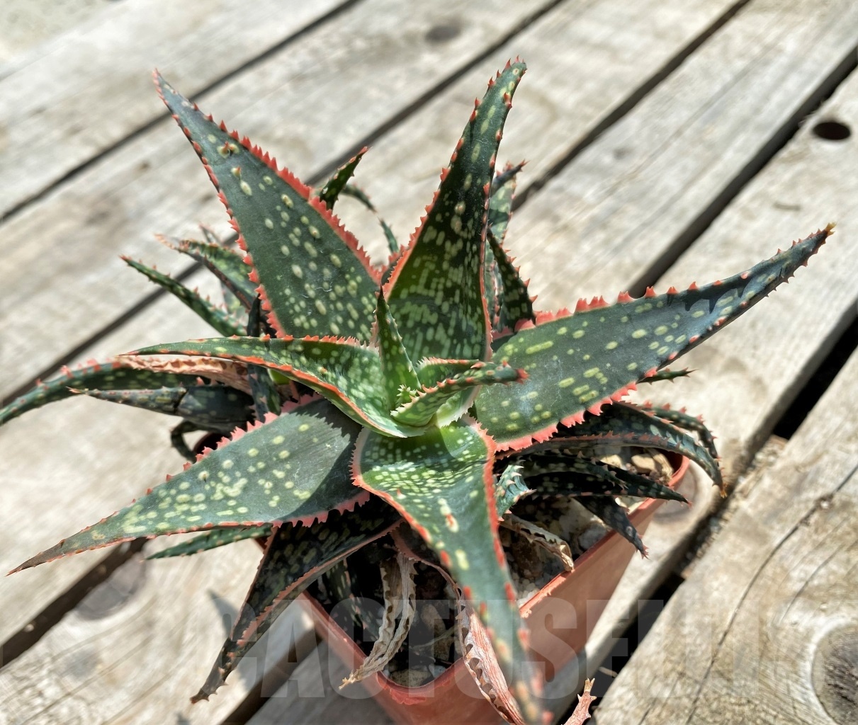 SHPR11579 Aloe 'Christmas Carol x bakeri'