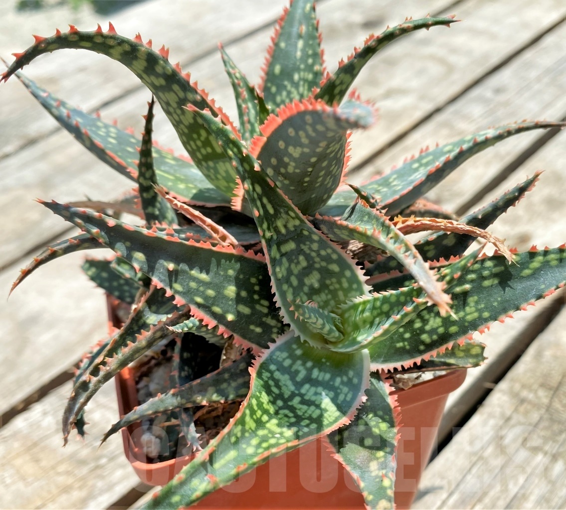SHPR11579 Aloe 'Christmas Carol x bakeri' - Obrázek 2