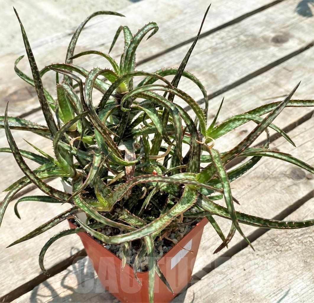 SHPR11580 Aloe bakery