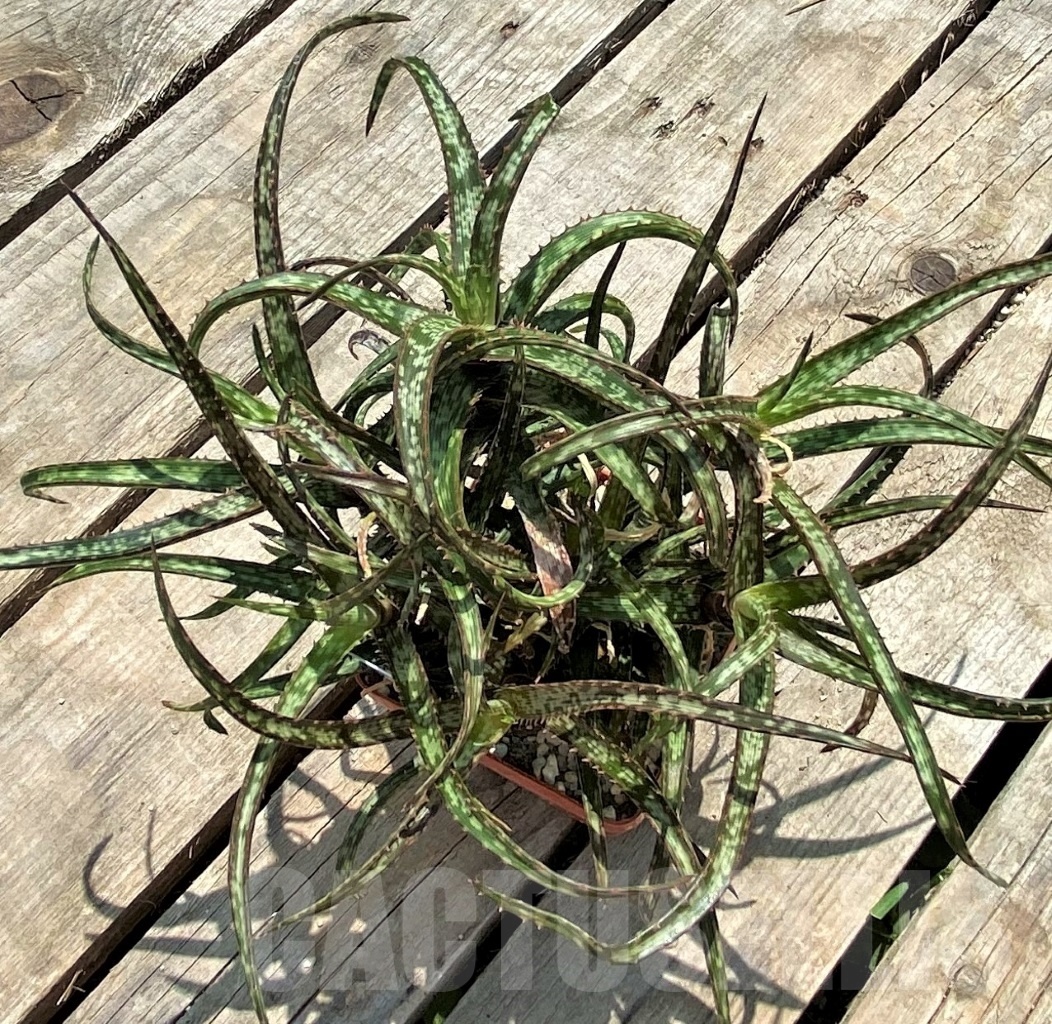 SHPR11580 Aloe bakery - Image 2