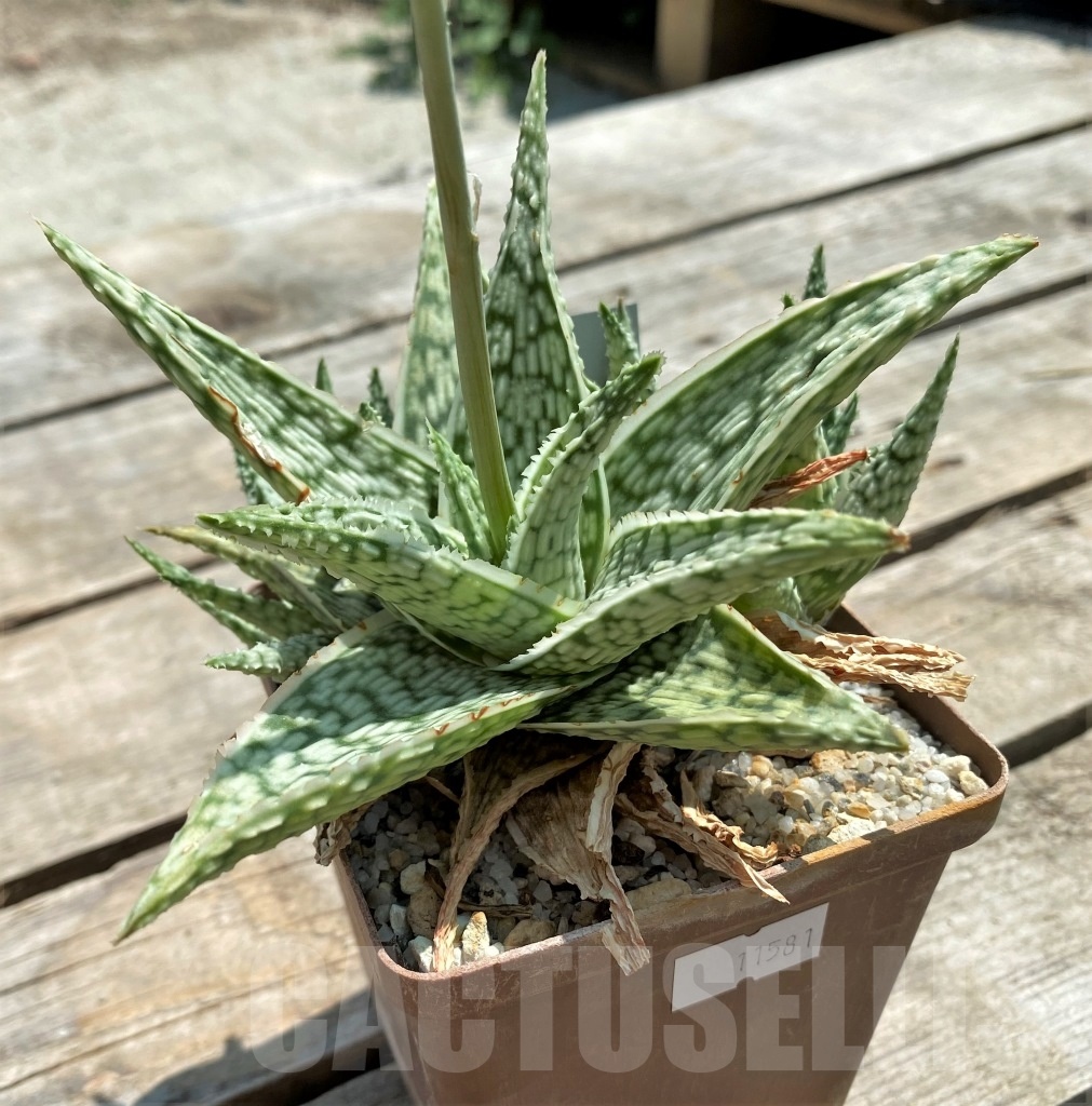 SHPR11581 Aloe 'Sugar candy'