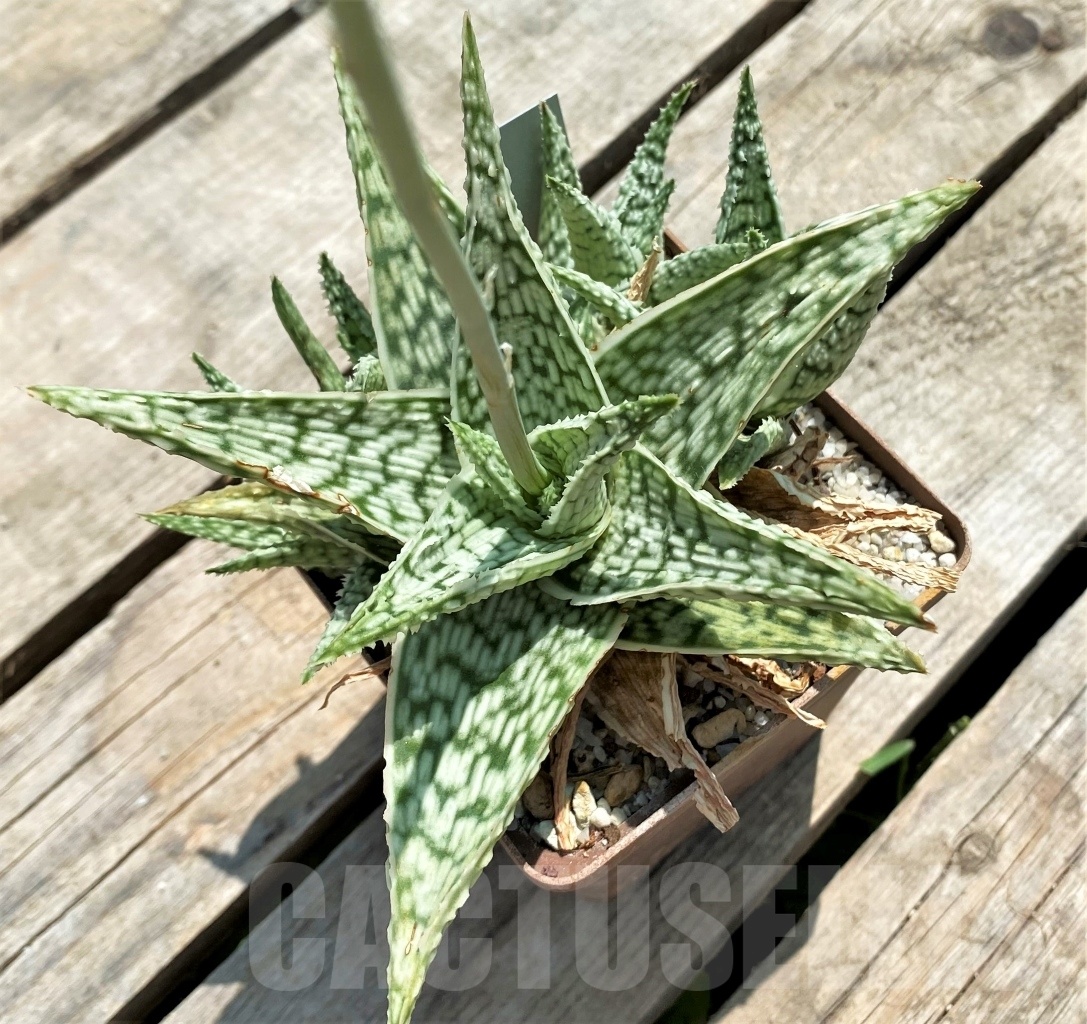 SHPR11581 Aloe 'Sugar candy' - Image 2